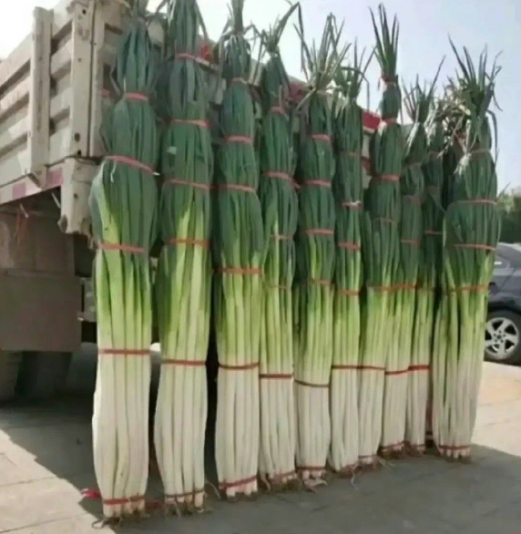 大的离谱！山东女生路边偶遇超大地瓜被震惊 称比她头都要大好