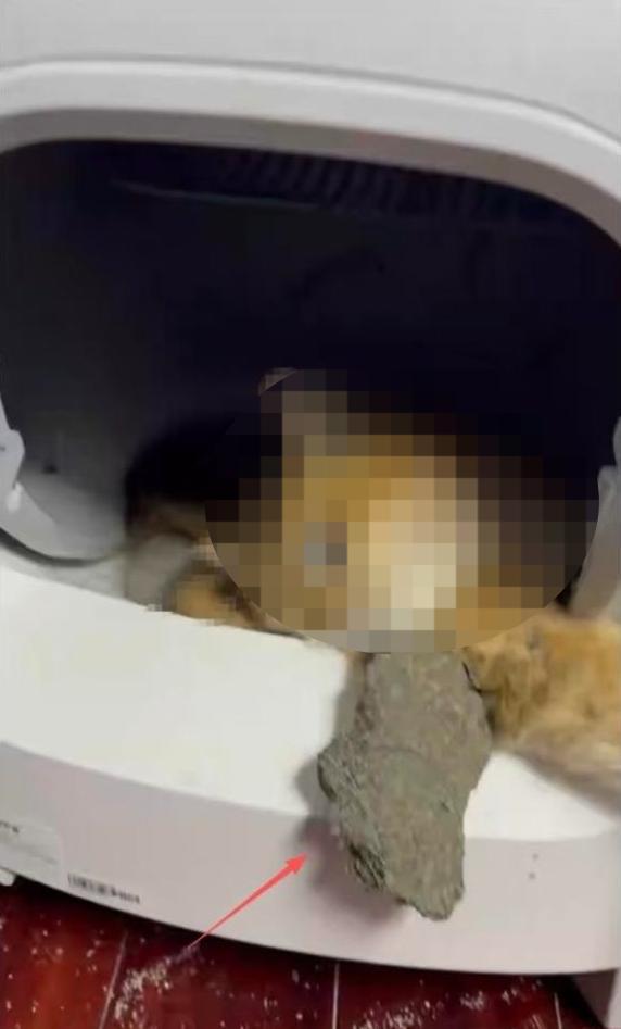 猫咪被卡自动猫砂盆死亡 品牌方回应 数据异常引争议