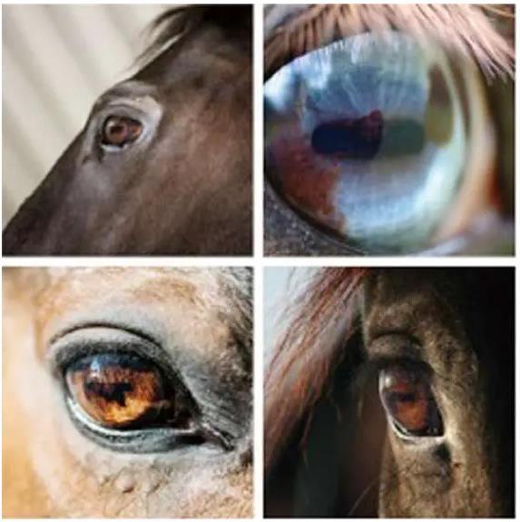 杜甫为什么说马的瞳孔是方的？ 