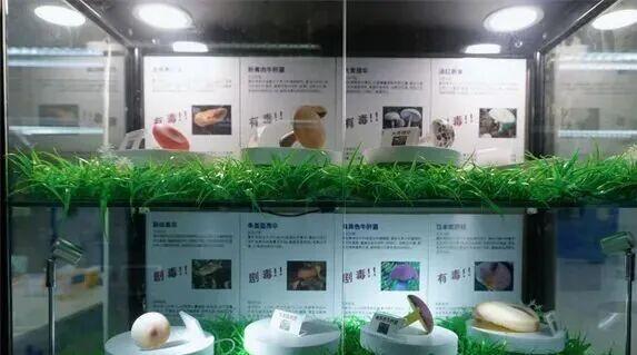 主任医师吃“见手青”中毒昏迷两天 烹饪不当导致
