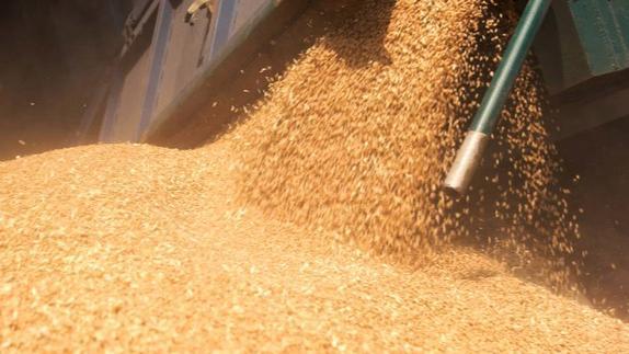 小麦“大降价” 一夜跌2-3次！新麦上市压低价格