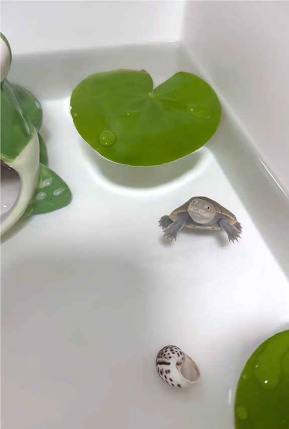 第一次见乌龟长得这么水灵 怎么会这么嫩！