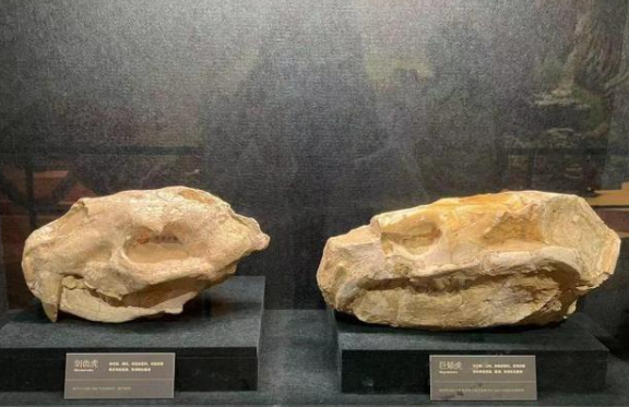 各地博物馆推出虎年特展