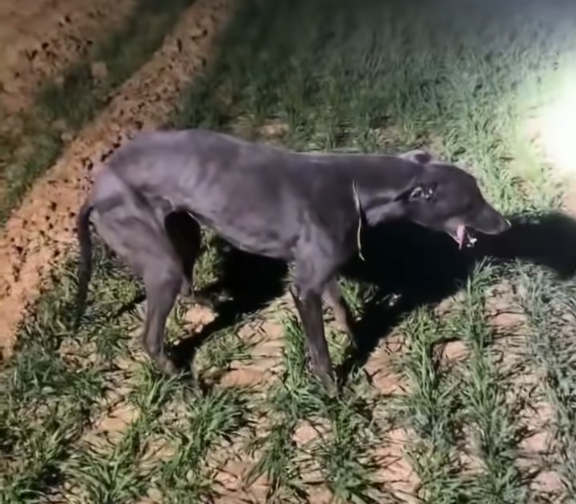 狗狗拉练高速跑时突然原地石化 疑似急性心力衰竭