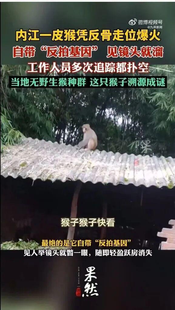 四川一猴子“跨區(qū)漫游”走紅 城市花果山之旅