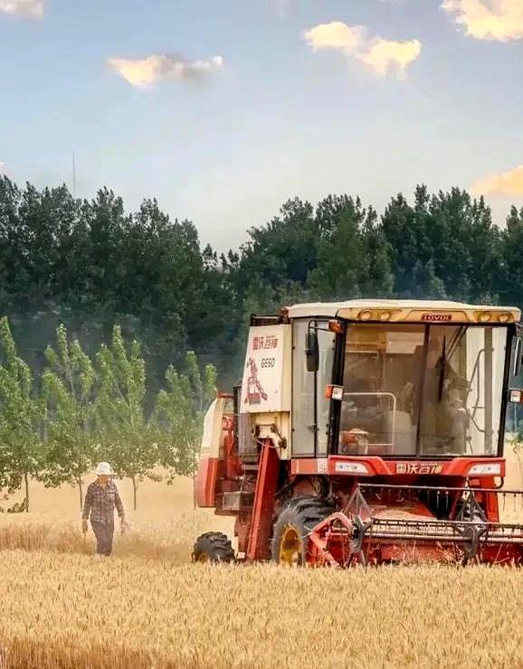 外地農(nóng)機(jī)手在河南鄢陵收麥吃喝不愁 熱情待客暖人心