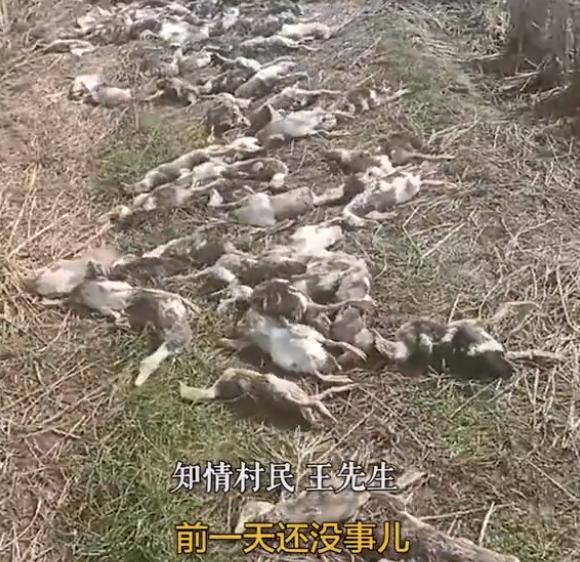 疑似投毒？警方调查农户4千只鸭子集体死亡案件