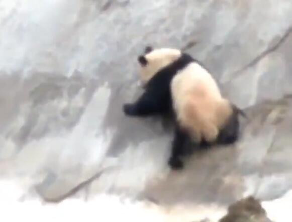 野生大熊猫游泳过河