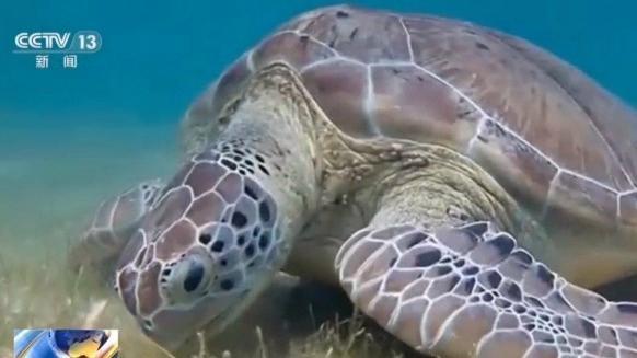 从涠洲岛到三娘湾 探访广西北部湾生态守护之路