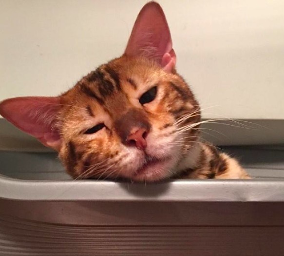 周慧敏的猫去世了 引发广泛共情