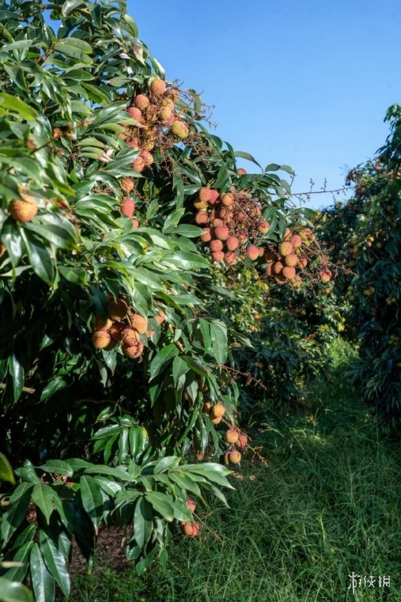 热到荔枝都自闭了