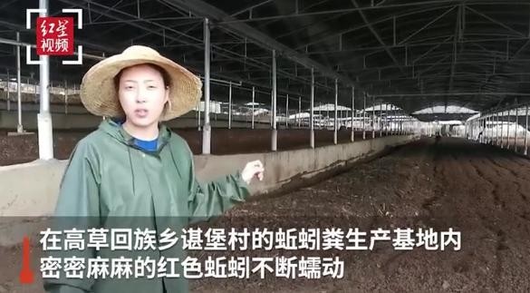 蚯蚓养殖成产业？陕西蚯蚓养殖企业数量西安第一、渭南第二、咸阳第三