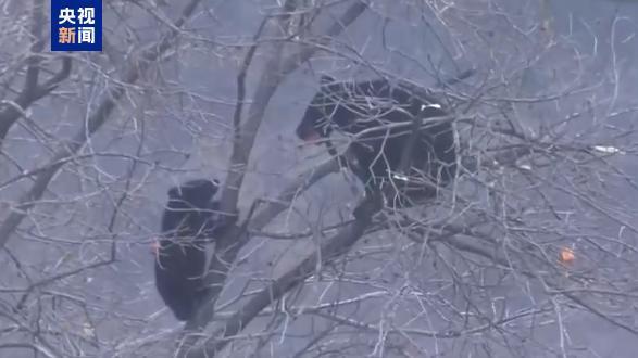 日本过去一年238人遭熊袭击