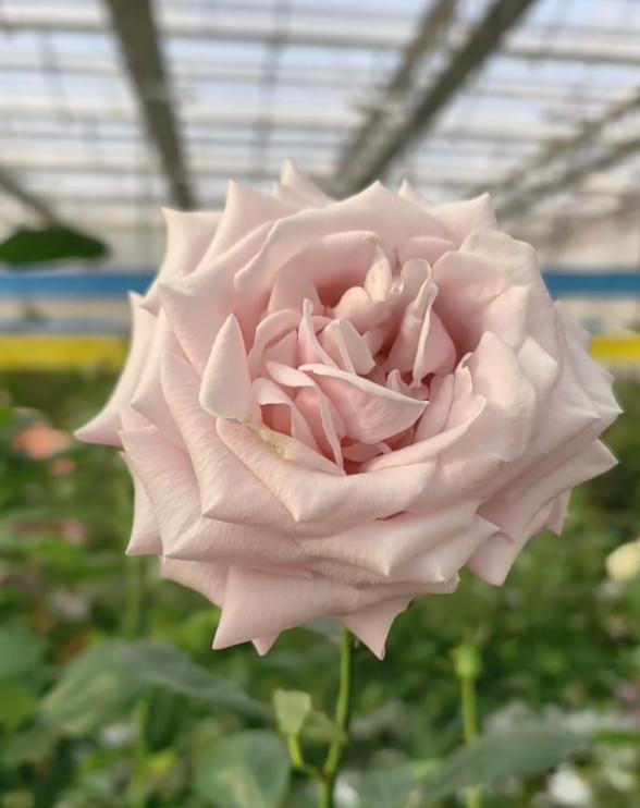 媒体评“娇龙月季”问世 致敬为民实干家