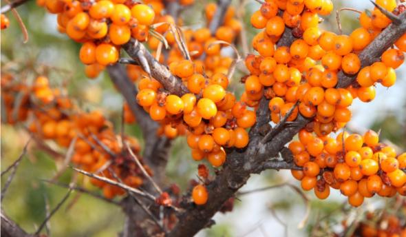【Summer Menu】The Sea Buckthorn Universe