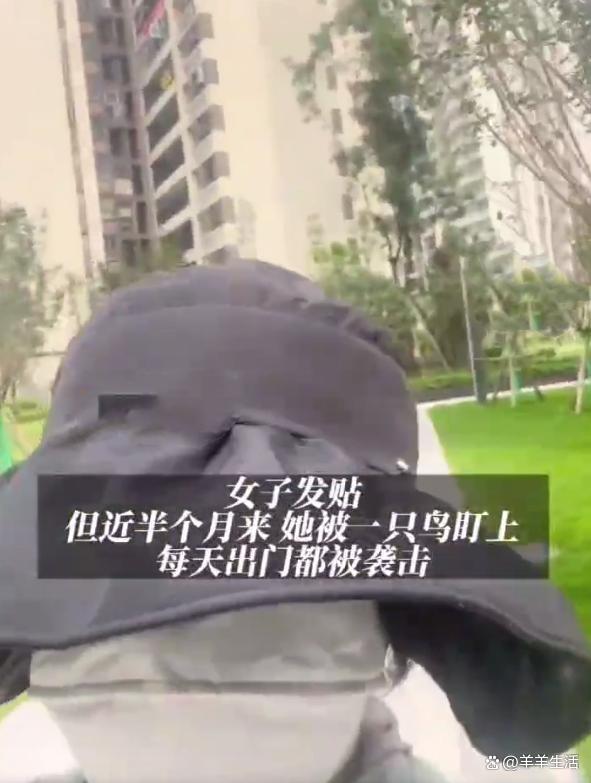 女子连续半个月被鸟攻击 不管换什么造型都会被攻击