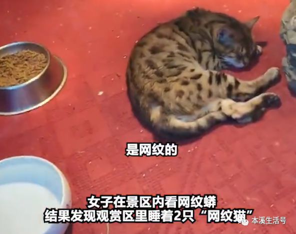 景区回应园内网纹蟒变“网纹猫” 蟒最近在冬眠