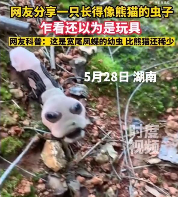 专家科普“一只长得像熊猫的虫”：国家二级保护物种