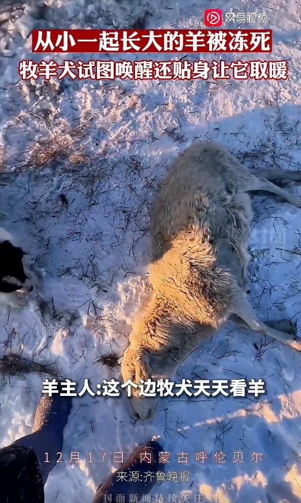 羊被冻死牧羊犬试图唤醒贴身取暖 主人：它们从小一起长大！