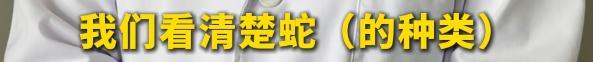 大叔被毒蛇咬伤将蛇剪两段蛇头跑了 竹叶青伤人事件警示