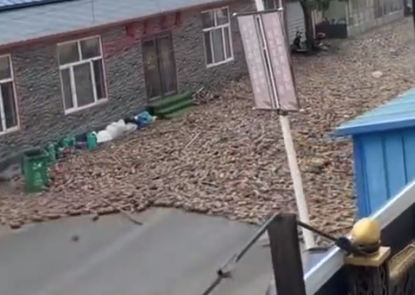 吉林汪清洪流淹没街道：大量菌包涌入