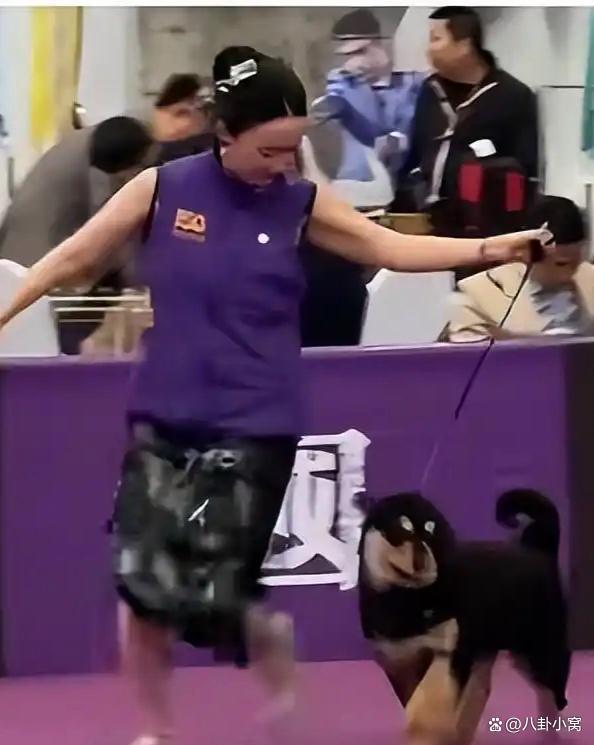 杜江回应霍思燕的蒙古獒又夺冠了 中国犬种新突破