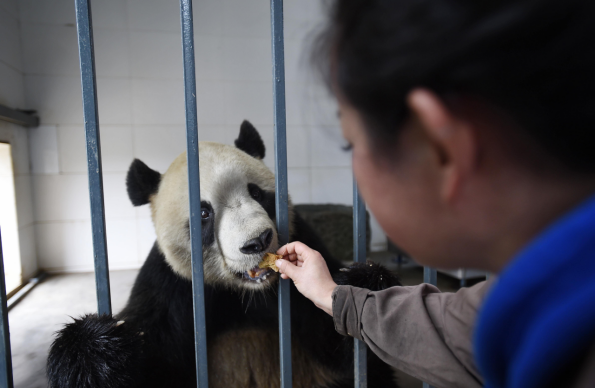 大熊猫生存现状图片