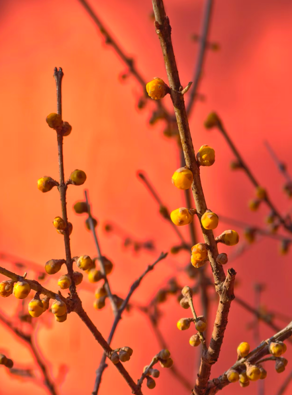 北京今夜到明天白天阵风七级左右，周五最高温跌至-2℃ 气温大起大伏注意防寒