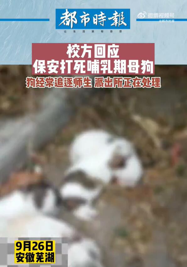 学校回应保安打死喂奶狗妈妈