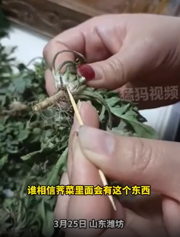 女子挖荠菜发现根部许多白虫子 网友：说明没农药