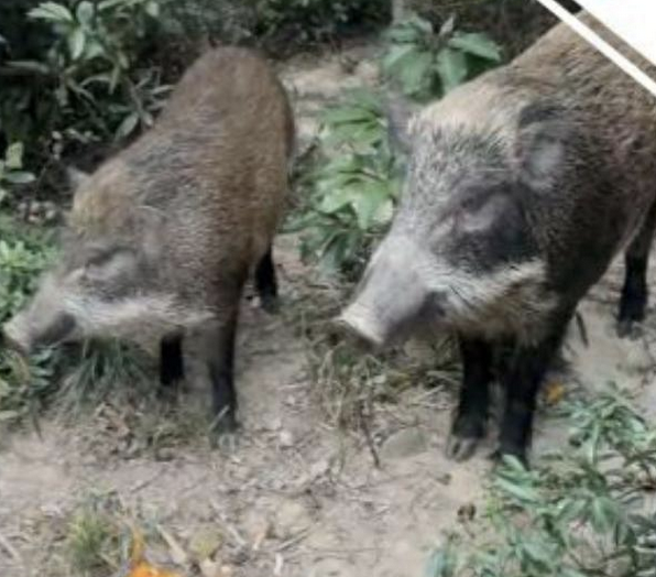 梧桐山景區(qū)有野豬“求投喂”