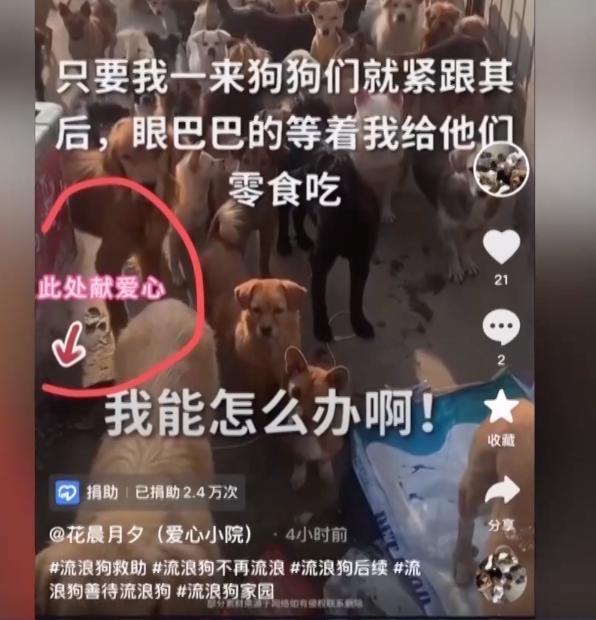 借流浪动物卖惨诈骗于法不容
