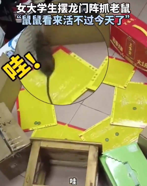 女大学生“粘鼠板摆阵”抓老鼠，网友戏称：“鼠鼠看来活不过今天了”