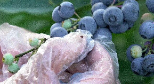 眼科医生提醒:近视的人少吃甜食 糖分影响视力健康