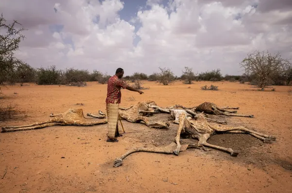 肯尼亚干旱的恐怖一幕：长颈鹿呈螺旋状死在地上