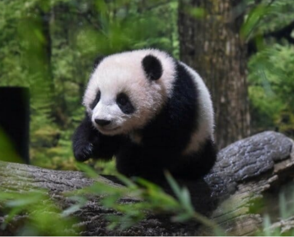 日民众“争抢”与大熊猫双胞胎“见面”机会