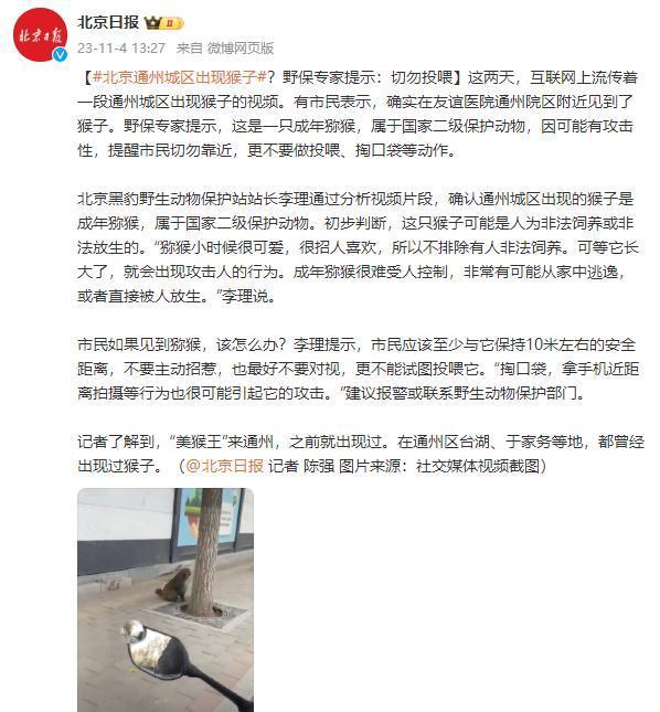 北京通州出现猴子 野保专家提示，这是一只成年猕猴 提醒市民切勿靠近，更不要做投喂