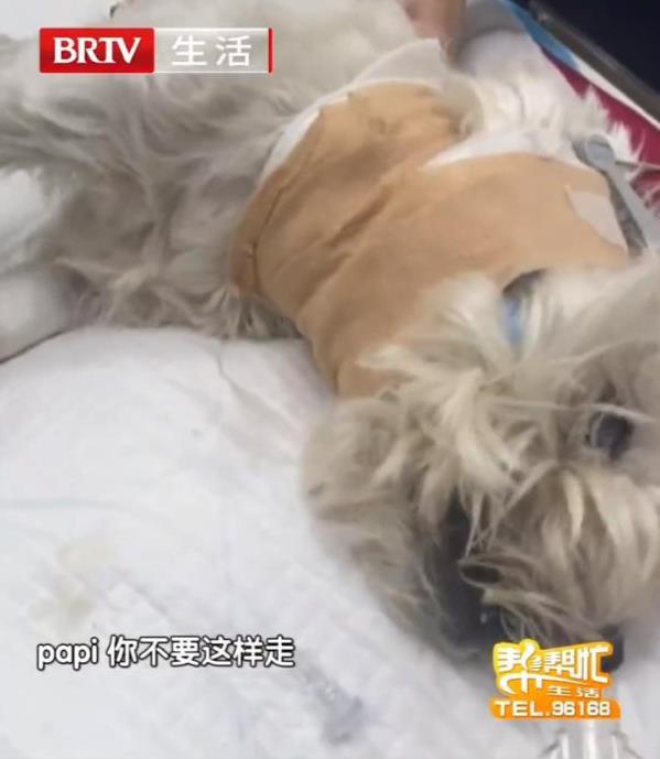 媒体评“爱犬被毒死女子辞职追凶” 文明养宠与法律边界引发热议
