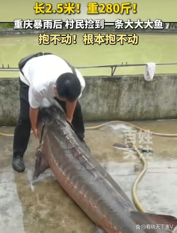 若你撿到280斤大魚會怎么做 先別急著吃,，或為保護動物