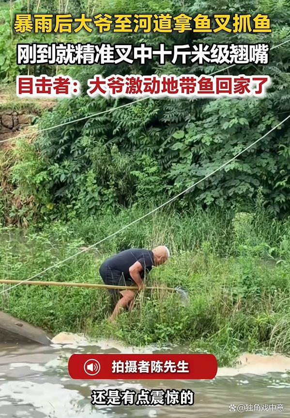 暴雨后大爷拿鱼叉抓鱼叉中十斤大鱼
