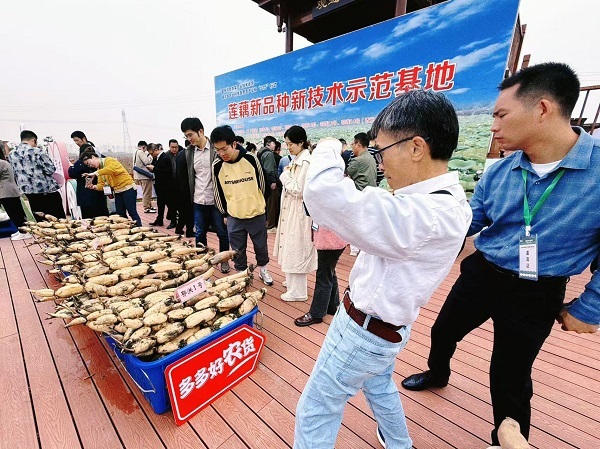 持续攀升！洪湖莲藕线上日销超千万元