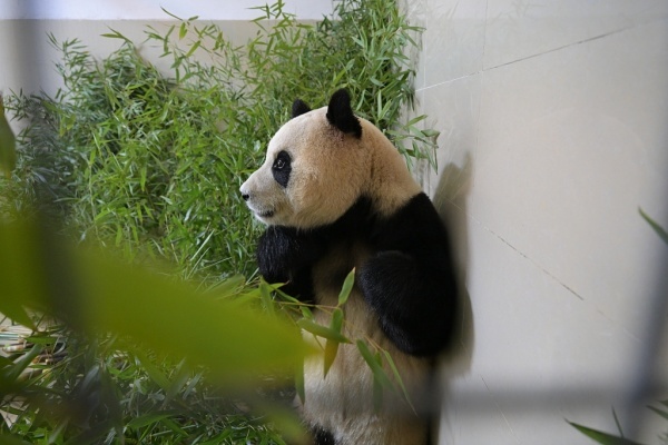 韓国生まれのパンダ「フーバオ」中国に返還も人気衰えず 旅行会社が先を争うように訪中「パンダツアー」販売