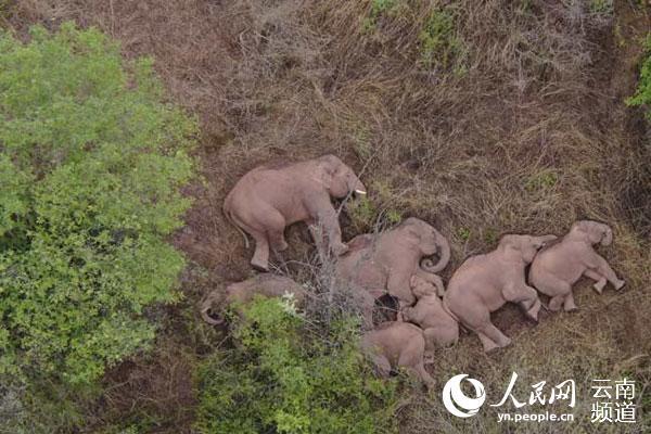 云南省林草局：亚洲象数量不断增长 分布范围不断扩大