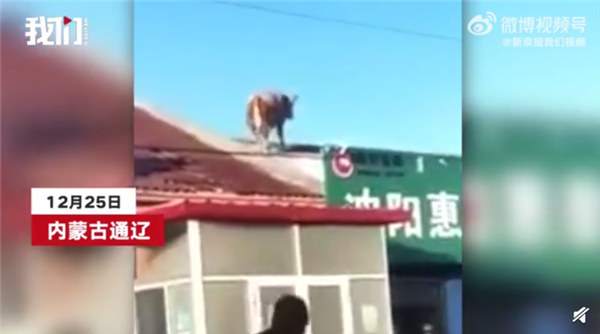 内蒙古一头牛跳上房顶奔跑 这牛是要上天啊！