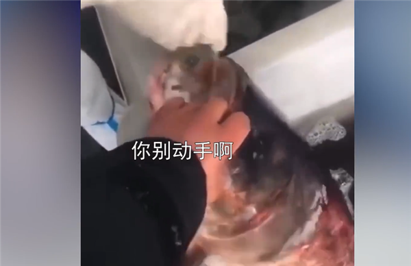 确保食品安全！上海给鱼做核酸 掰开鱼嘴塞棉签