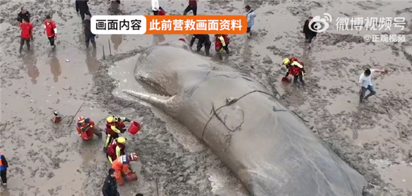 官方回应宁波海域现抹香鲸尸体：尚未确定是否为此前获救