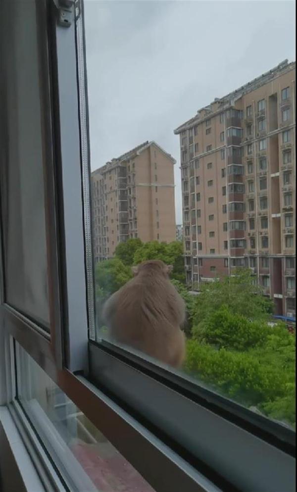 闯入居民家中偷吃薯片、随地大便 大闹南京的一只流浪猴被抓到了
