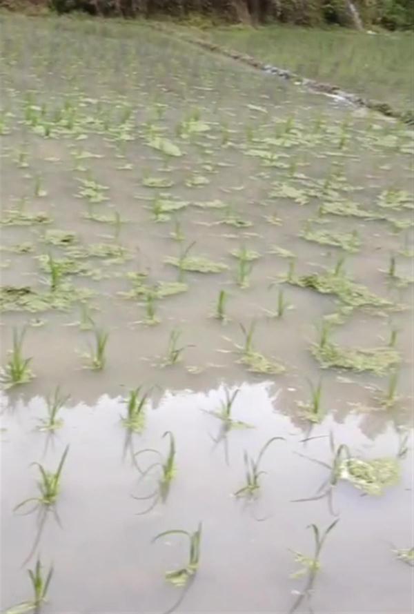 重庆5个区县降暴雨 一超市积水齐腰深大量货物被淹