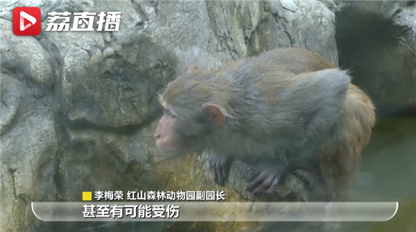 南京网红猕猴归山后挨了一顿揍 被打服后屁股背对着猴群任猴跨过