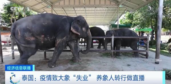 游客锐减泰国大象“失业” 只能靠直播打赏维持生活